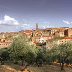 Vue panoramique de Sinalunga, un village toscan perché sur une colline, avec des oliviers au premier plan.