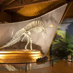 Squelette de dinosaure exposé dans un musée histoire naturelle Venise, sur fond de végétation luxuriante.