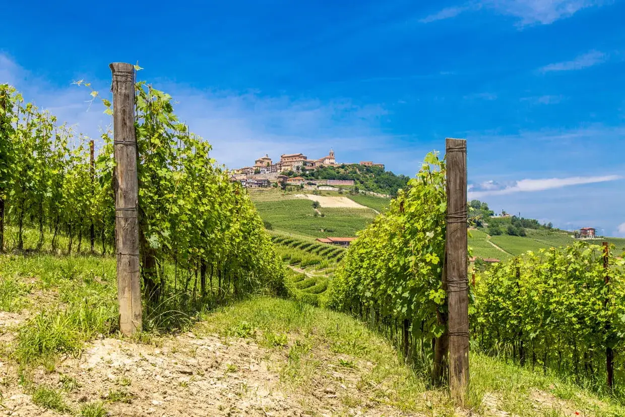 Vignes luxuriantes menant à un village pittoresque sur une colline, un paysage typique de la morra italie sous un ciel bleu éclatant.