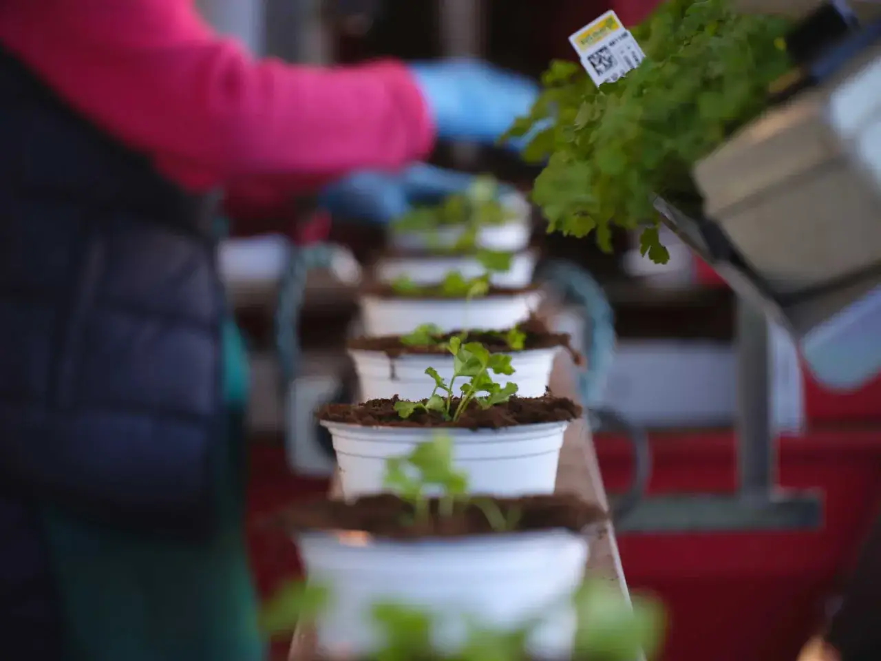 Petites plantes en pots alignées, prêtes pour le jour de marché à Albenga. Une main gantée ajuste une étiquette sur un bouquet d'herbes fraîches.
